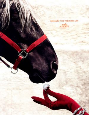 Pictures - Hermes horse equestrian ad.jpg